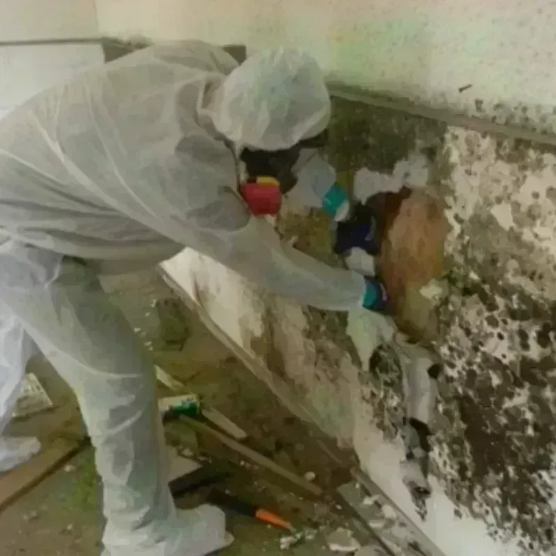 Mold Remediation and Removal in Harrison, NY